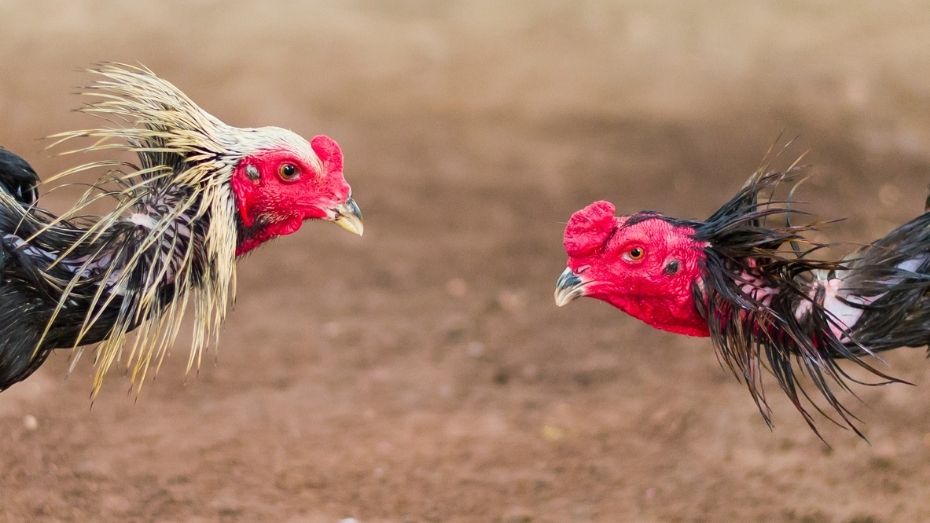 Essential Cockfighting Regulations