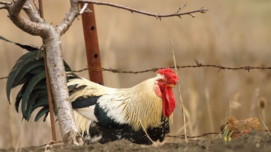 Top-tier Breeds in Cockfighting